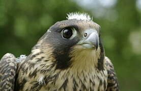 Peregrine Falcon