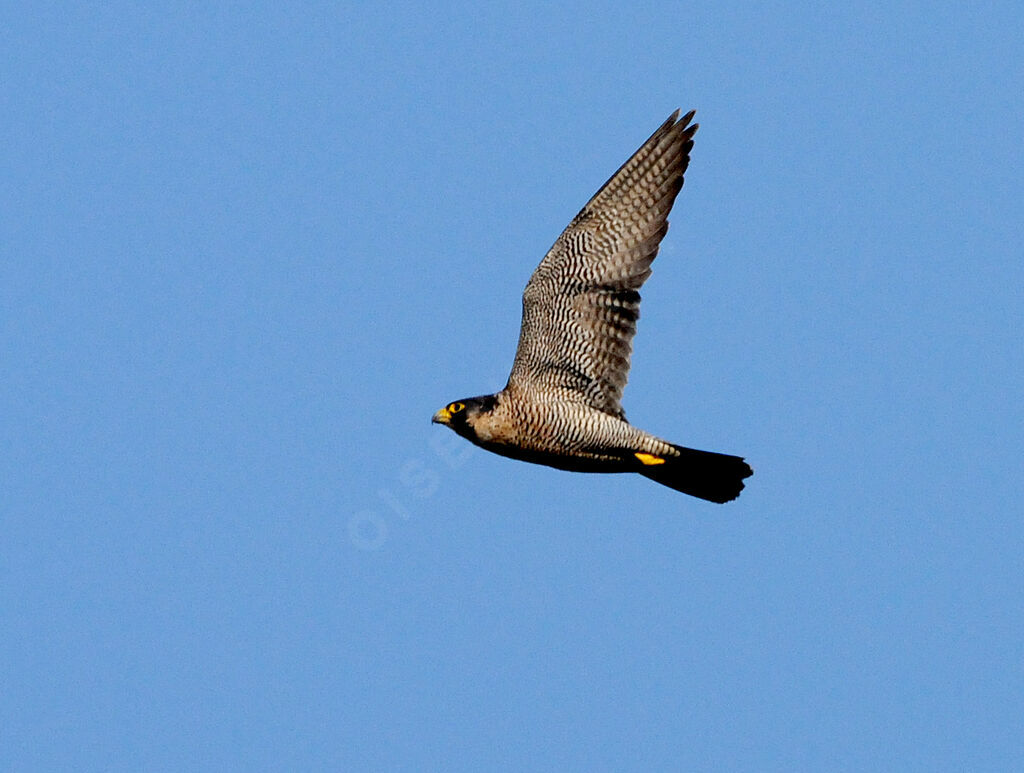 Peregrine Falcon