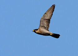 Peregrine Falcon