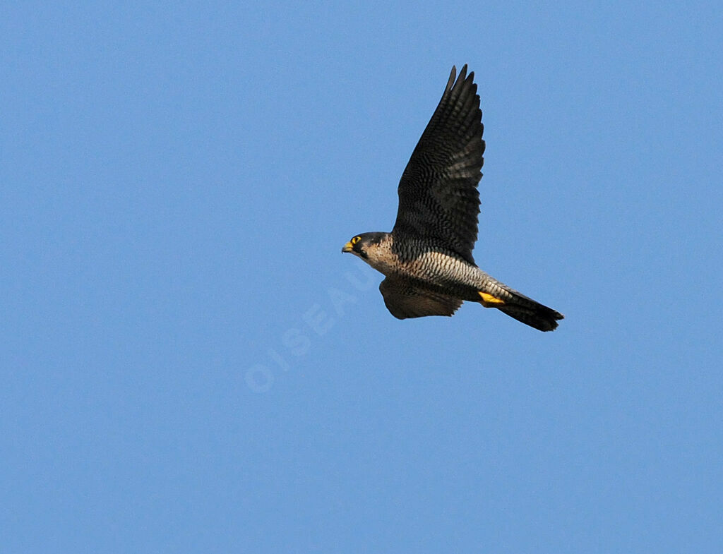 Peregrine Falcon