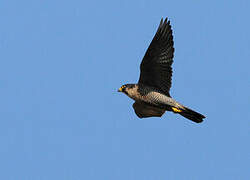 Peregrine Falcon