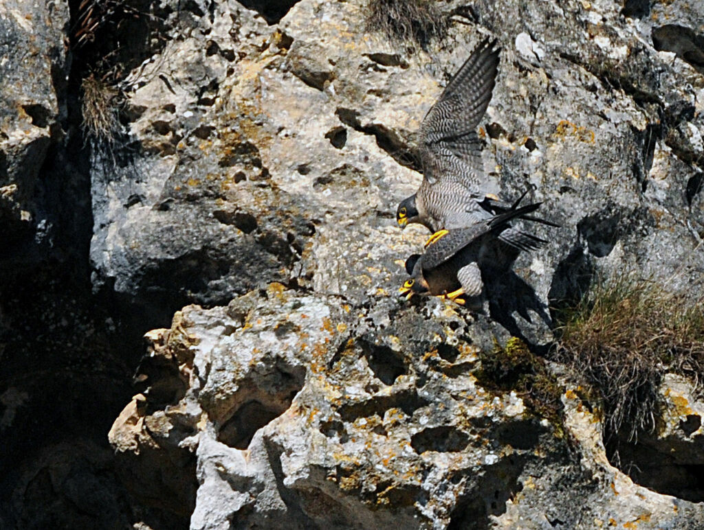 Peregrine Falcon