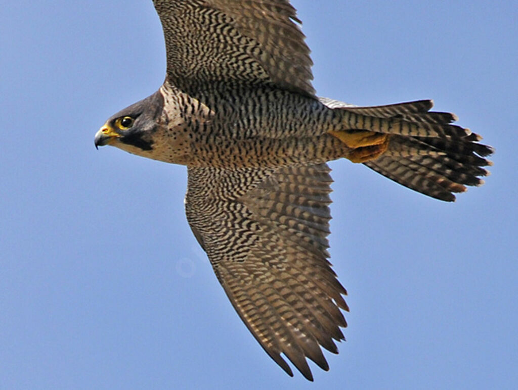 Peregrine Falcon female adult