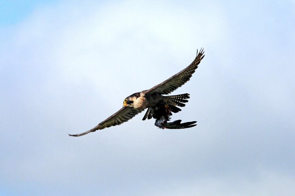 Peregrine Falcon female adult