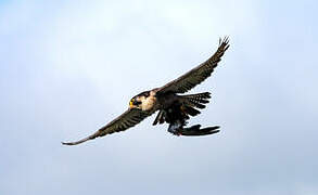 Peregrine Falcon