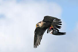 Peregrine Falcon