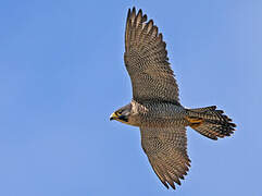 Peregrine Falcon