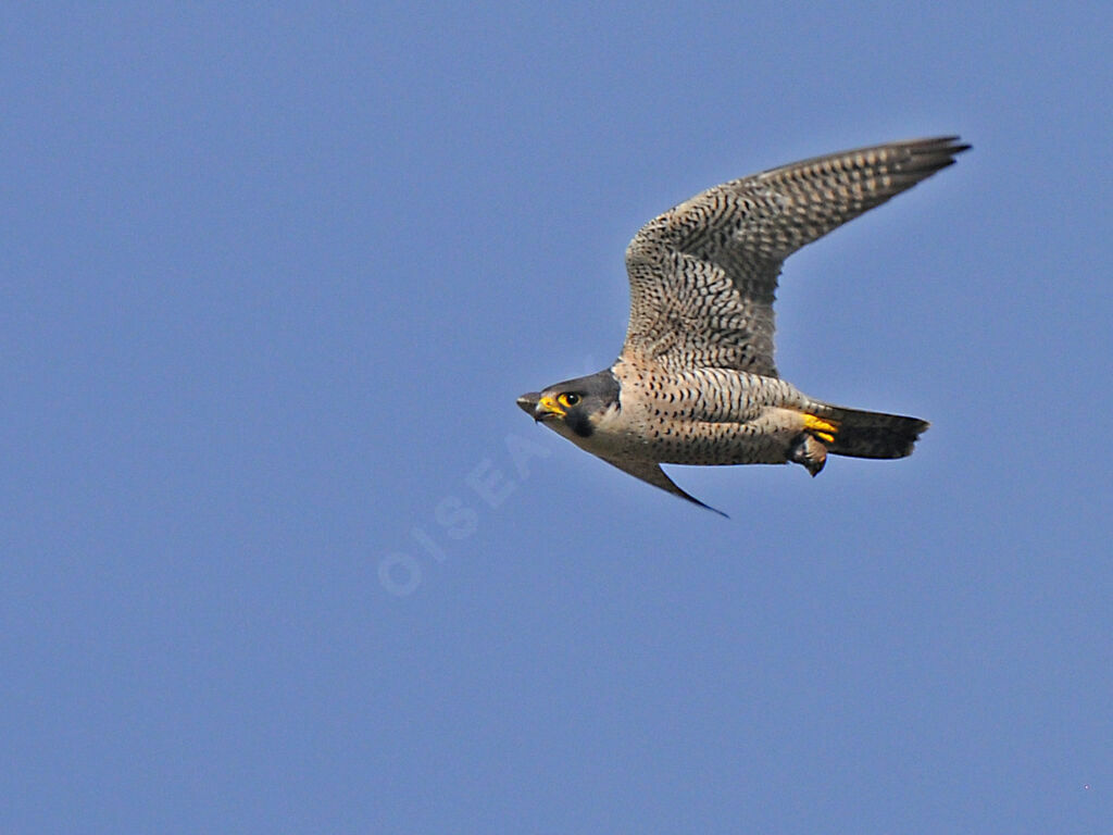 Peregrine Falcon male adult breeding