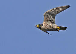 Peregrine Falcon