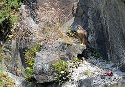 Peregrine Falcon