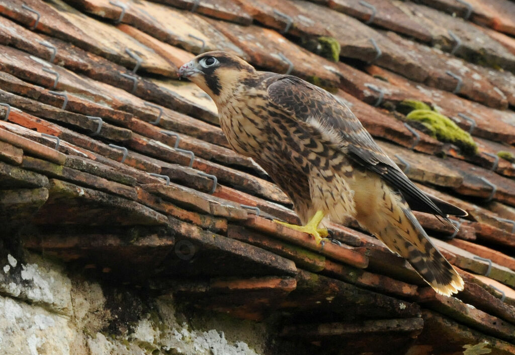 Faucon pèlerin mâle immature