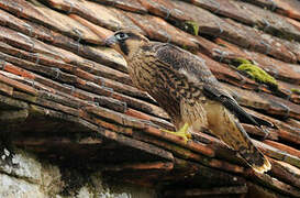 Peregrine Falcon