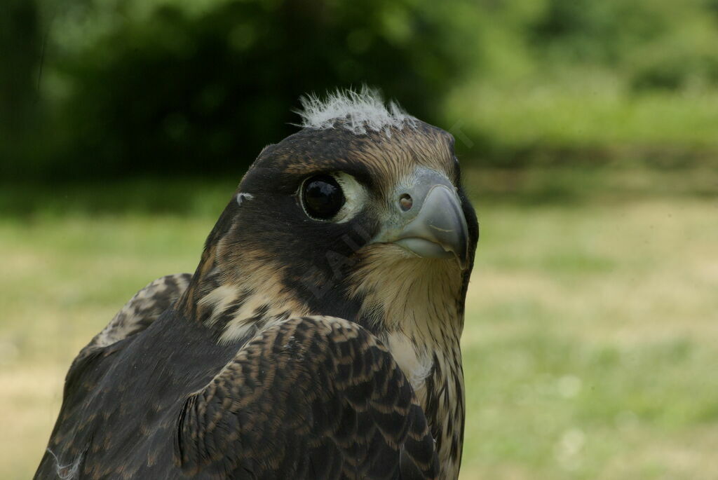 Peregrine Falcon female immature