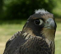 Peregrine Falcon