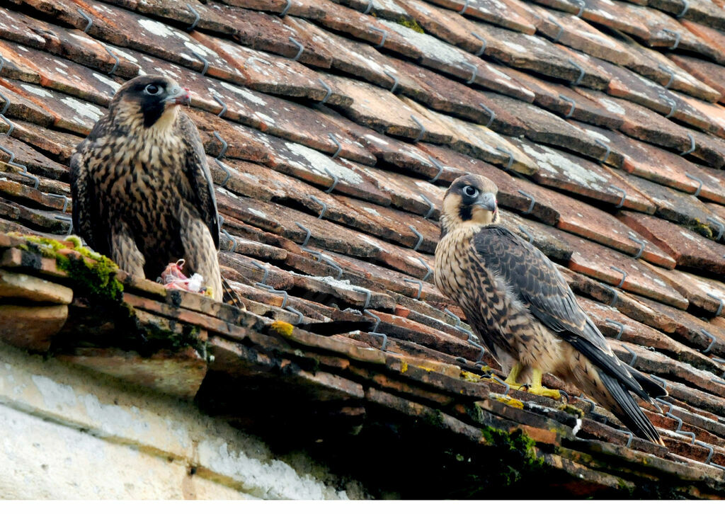 Peregrine Falcon