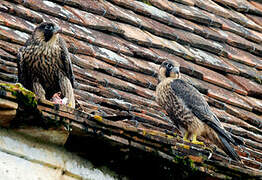 Peregrine Falcon