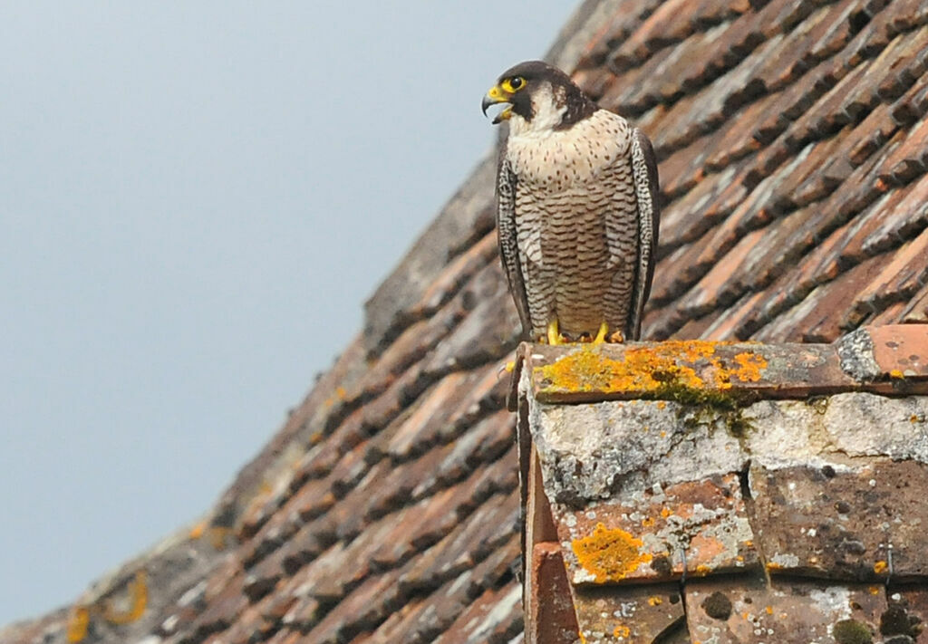 Peregrine Falcon female adult