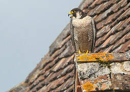 Peregrine Falcon