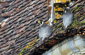 Peregrine Falcon