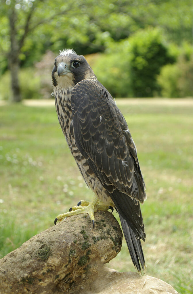 Faucon pèlerin femelle immature