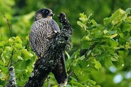 Peregrine Falcon