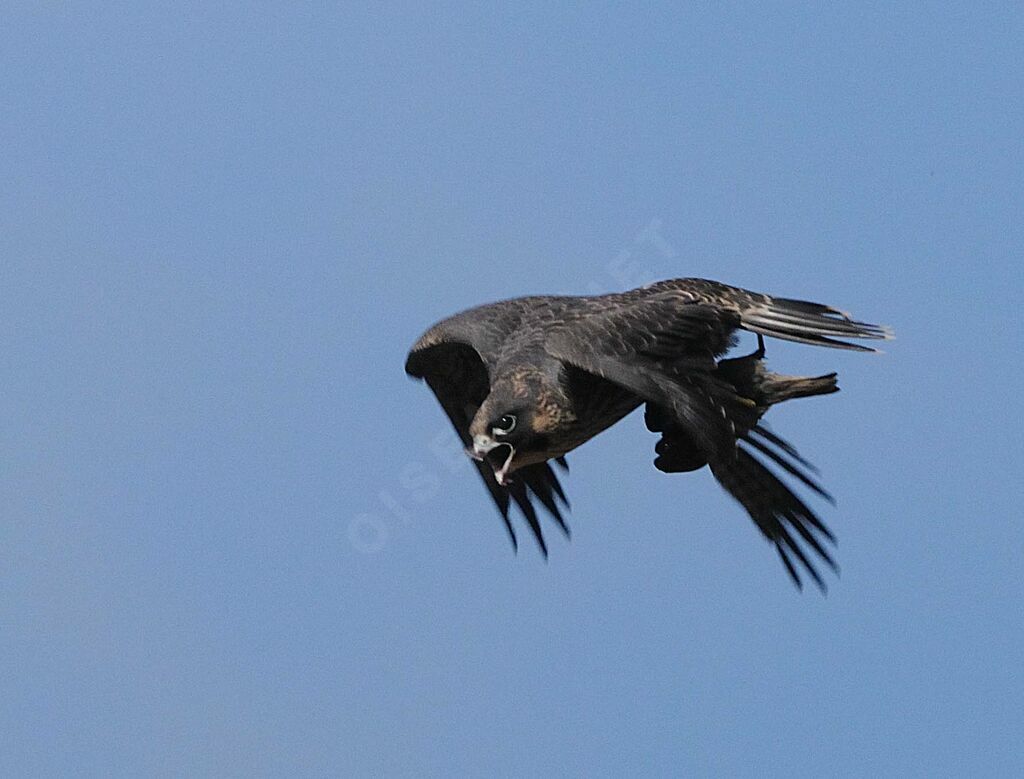 Peregrine Falcon