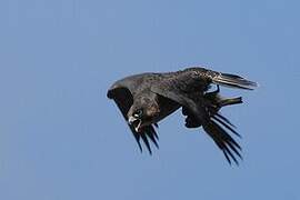 Peregrine Falcon