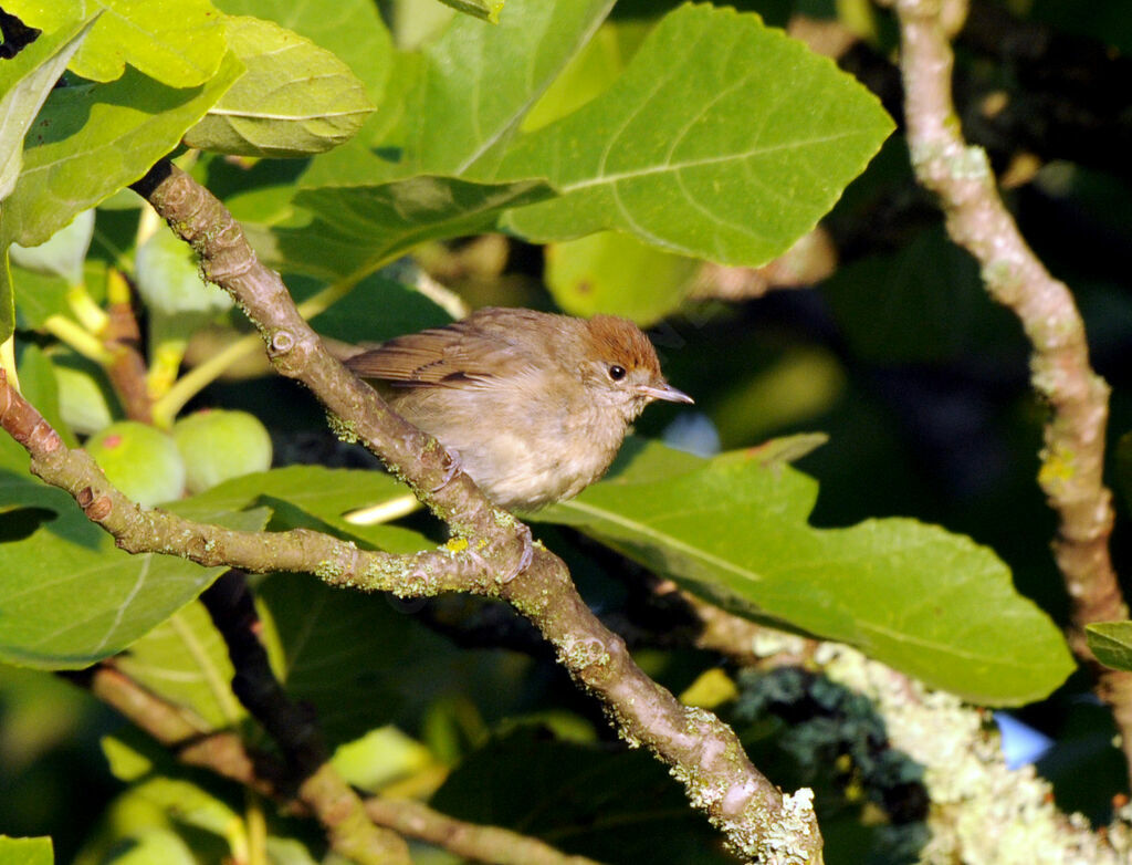 Eurasian Blackcap