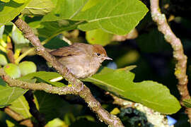 Eurasian Blackcap