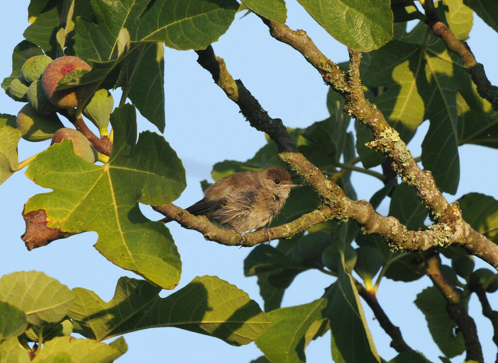 Eurasian Blackcap