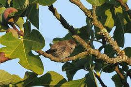 Eurasian Blackcap