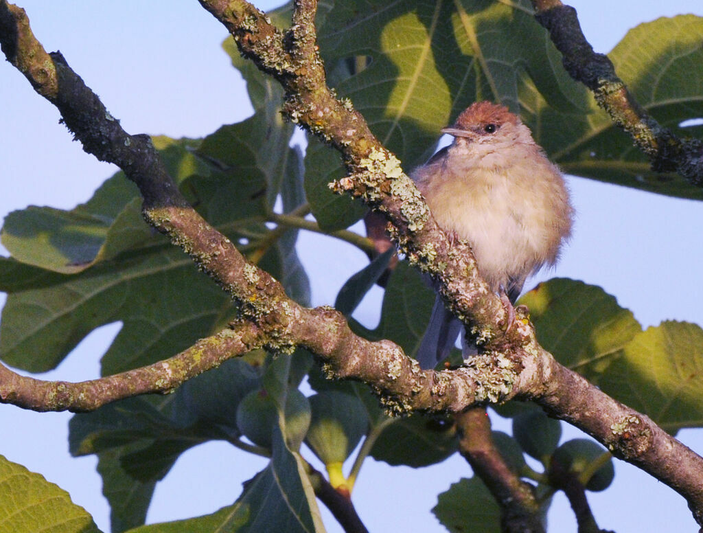 Eurasian Blackcap