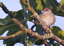 Eurasian Blackcap