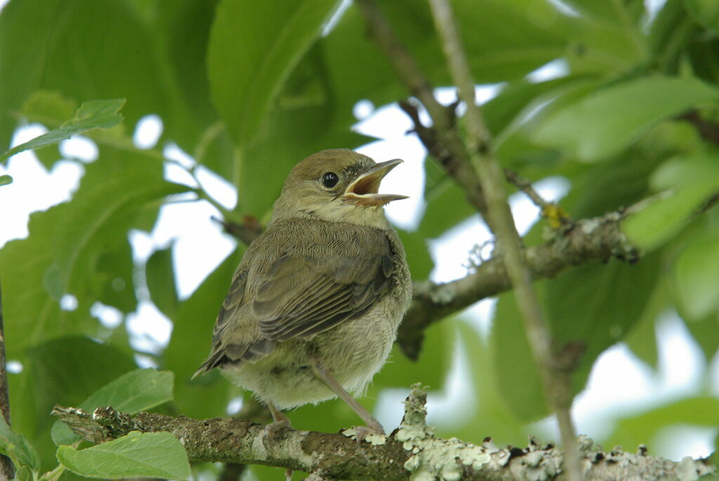 Eurasian Blackcapjuvenile