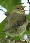 Eurasian Blackcap