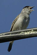 Eurasian Blackcap