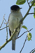 Eurasian Blackcap