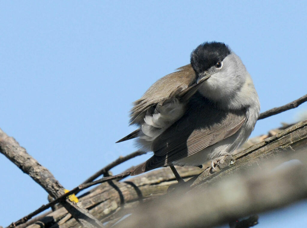 Eurasian Blackcap male adult breeding