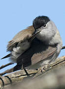 Eurasian Blackcap