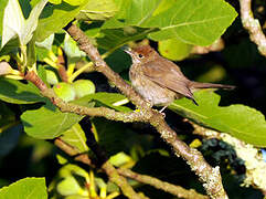 Eurasian Blackcap