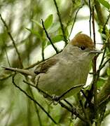 Eurasian Blackcap