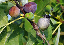 Eurasian Blackcap