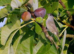 Eurasian Blackcap