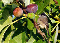 Eurasian Blackcap