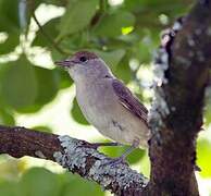 Eurasian Blackcap