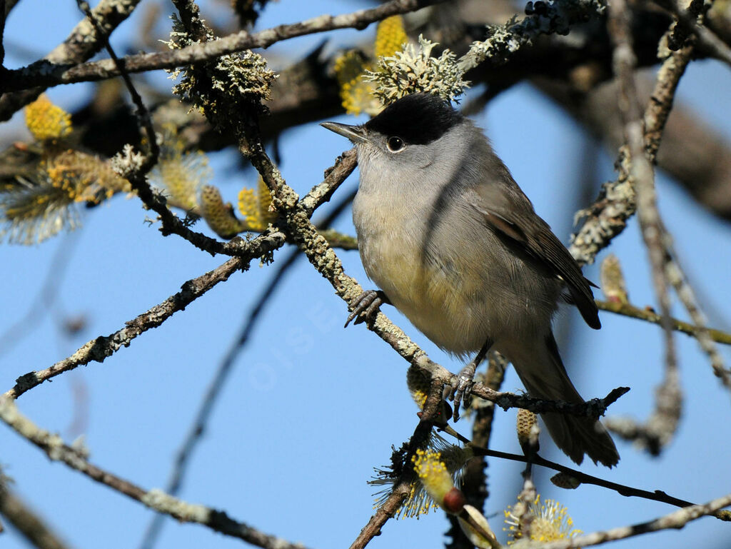 Eurasian Blackcap male adult breeding