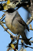 Eurasian Blackcap