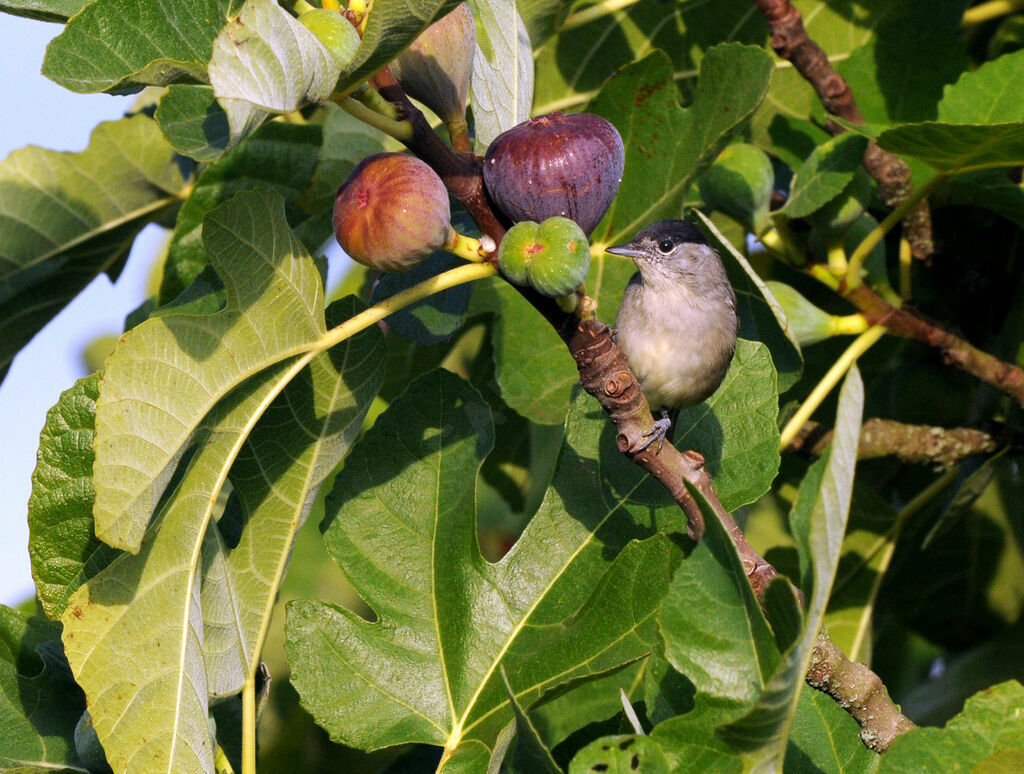 Eurasian Blackcap male adult breeding