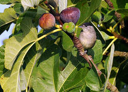 Eurasian Blackcap