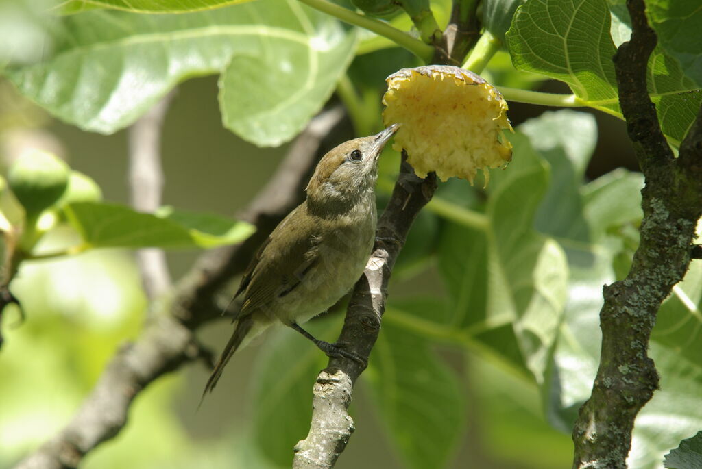 Eurasian Blackcap female juvenile, Behaviour